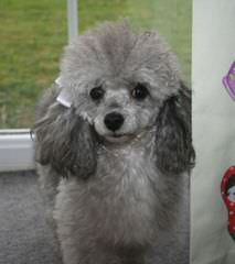 Toy Poodle New Jersey - Dog and Puppy Pictures