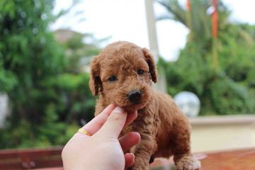 Toy Poodle Puppies For Sale,Blk 3 Male 8 Wks Old - Dog Breeders