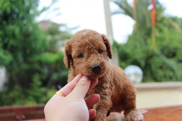 Shownoff Poodles And Yorkies - Dog and Puppy Pictures