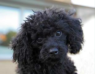 Akc Toy To Small Miniature Poodles - Dog and Puppy Pictures