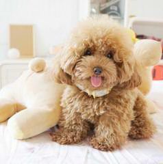 Rare Toy Poodles - Dog Breeders