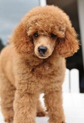 Poodles4sale.com - Dog and Puppy Pictures