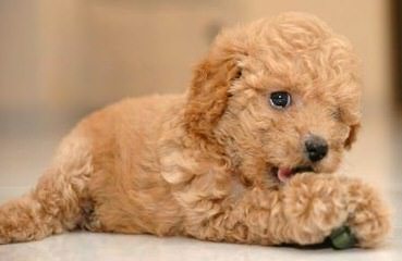 Toy Poodle Puppy - Dog and Puppy Pictures