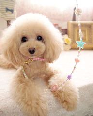 Toy Poodle Puppy - Dog Breeders