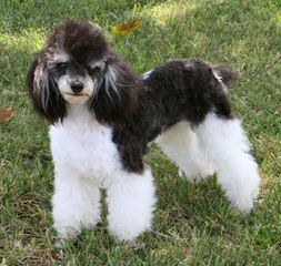 Akc Toy To Small Miniature Poodles - Dog Breeders