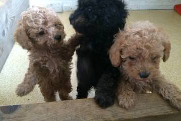 Madthai Toy Poodles - Dog and Puppy Pictures