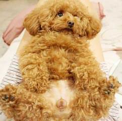 Toy Poodle Blacky As Daddy - Dog and Puppy Pictures