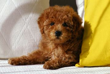 Toy Poodle New Jersey - Dog Breeders