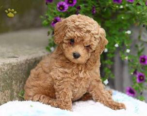 Tiny Toy Poodles - Dog and Puppy Pictures