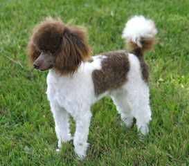 Akc Toy To Small Miniature Poodles - Dog and Puppy Pictures