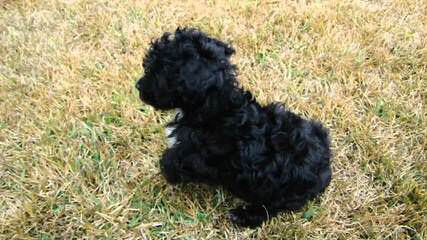 Female Adult Toy Poodle - Dog and Puppy Pictures