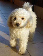 Zamora’s Toy Poodles - Dog Breeders