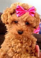 Toy Poodle Blacky As Daddy - Dog Breeders