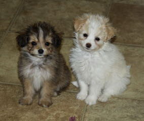 Swancreek Toy Poodles N More - Dog Breeders