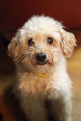 Toy Poodle Blacky As Daddy - Dog Breeders