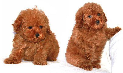 Rare Toy Poodles - Dog Breeders