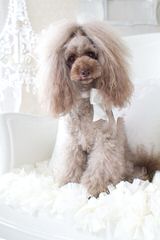 Akc Toy & Mini Poodles - Dog Breeders