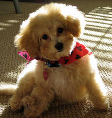 Tiny Toy Poodles - Dog and Puppy Pictures