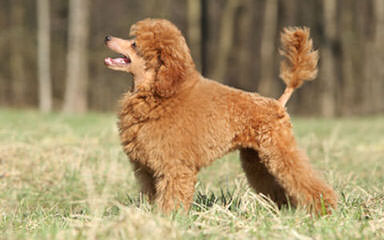 Toy Poodle Minnesota - Dog Breeders