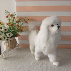 Jenloren Poodles – Toy And Miniature Poodles - Dog Breeders