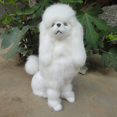 Marilynn’s Little Red Toy Poodles - Dog Breeders