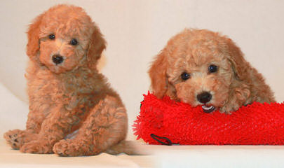 Fisher’s Kolorful Toy Poodles - Dog and Puppy Pictures