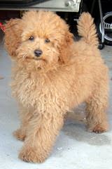 Swancreek Toy Poodles N More - Dog and Puppy Pictures