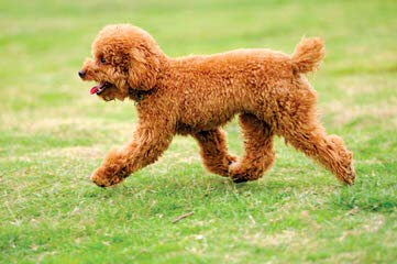 Toy Poodle Minnesota - Dog and Puppy Pictures