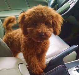 Toy Poodle Puppies For Sale,Blk 3 Male 8 Wks Old - Dog and Puppy Pictures