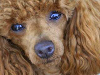 Alegros Poodles - Dog Breeders