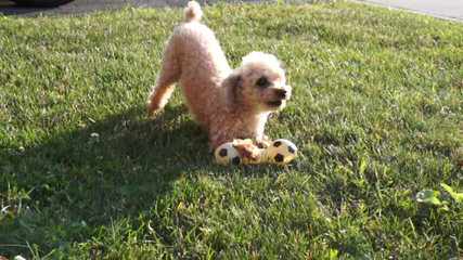 Toy Poodle Puppy - Dog Breeders