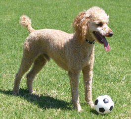 Toy Poodle Blacky As Daddy - Dog Breeders