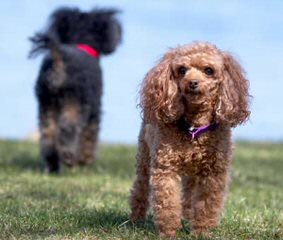 Teacup Poodles - Dog Breeders