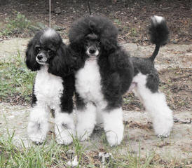 Poodles - Dog and Puppy Pictures