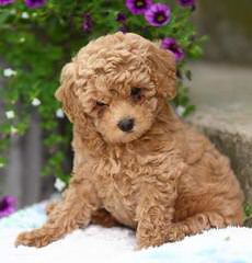 Akc Toy Poodles - Dog Breeders