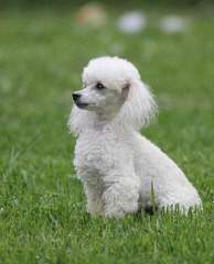 Akc Toy Poodles - Dog and Puppy Pictures