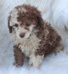 Female Adult Toy Poodle - Dog and Puppy Pictures