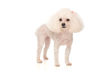 Fourpoints Poodles Top Quality Toy Poodles - Dog Breeders