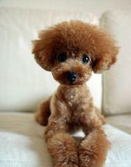 Marilynn’s Little Red Toy Poodles - Dog Breeders