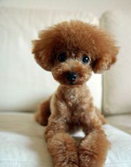 LoJo poodles - Dog and Puppy Pictures