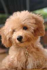 Toy Poodle New Jersey - Dog Breeders