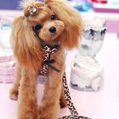 Adorable Poodles - Dog Breeders