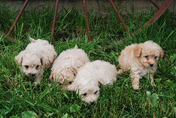 M& M & M Poodles - Dog Breeders