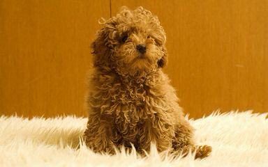 Madthai Toy Poodles - Dog Breeders