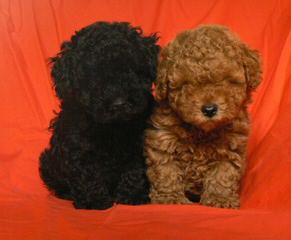 Toy Poodle Puppy - Dog Breeders