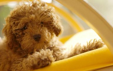 Shownoff Poodles And Yorkies - Dog Breeders