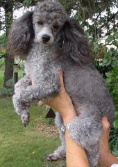 Poodle Looking For A Good Home - Dog Breeders