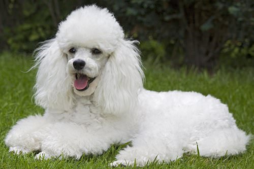 Toy Poodle Dogs and Puppies