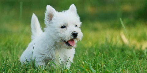 West Highland White Terriers For Sale - Dog Breeders