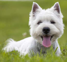 West Highland White Terrier Pups - Dog Breeders